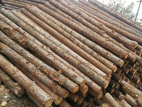 杉木在建筑中的應用及特性