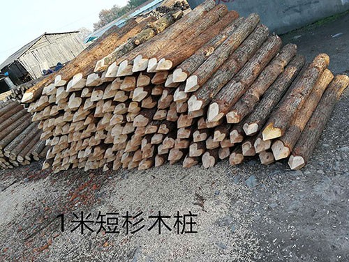 杉木樁發(fā)生開裂是因為什么