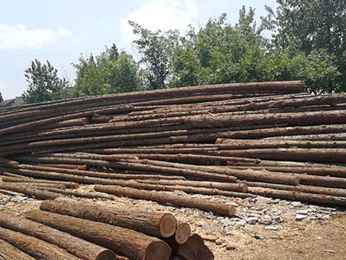 排水杉木樁加固軟黏土地基及其施工方法
