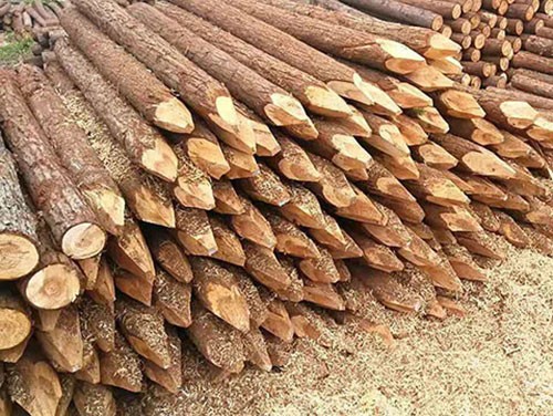 杉木樁用作河道護(hù)坡效果怎么樣