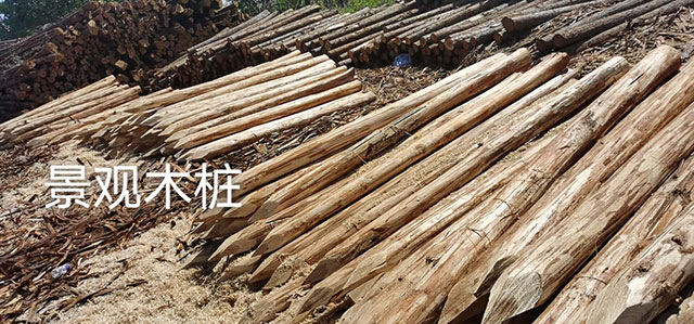 杉木的主要價值包括了哪些呢