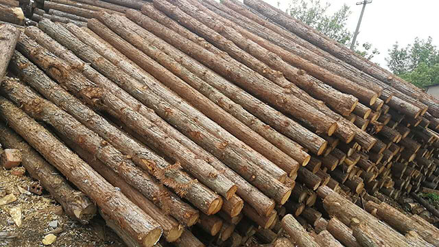 杉木樁的使用一定要注意質(zhì)量