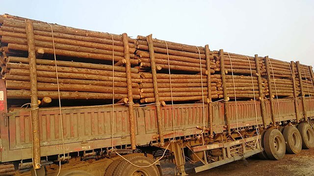 城市規(guī)劃中杉木樁使用情況介紹