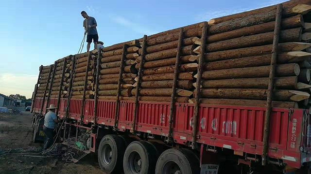 30公分護坡木樁多少錢一米