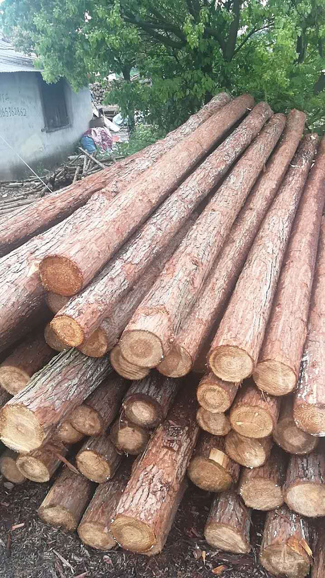 杉木樁 杉木樁