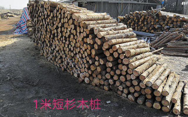 短木樁 短木樁