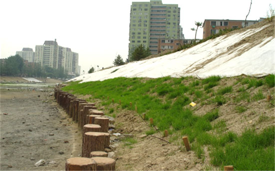 河道護坡木樁 河道護坡木樁